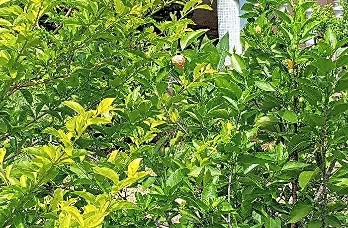 La Digue Island Отель Ла-Диг